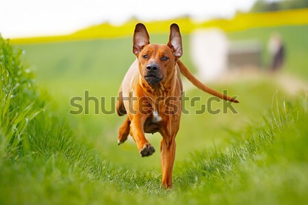 Bordeau fajtiszta kutya kint napos nyár nap Stock fotó © bigandt