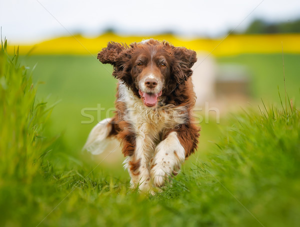 Lopen shot buiten zonnige zomer Stockfoto © bigandt