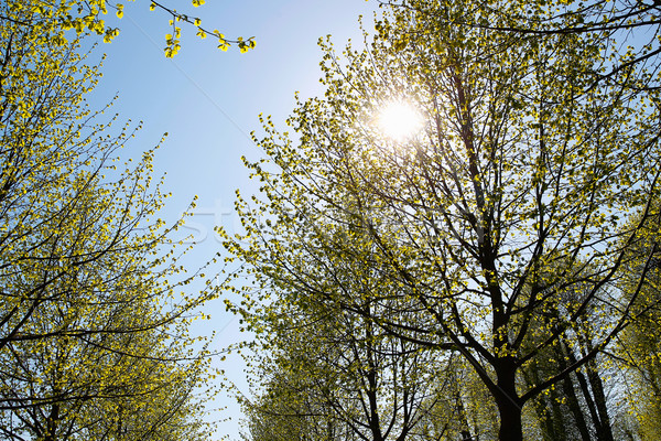 Stock photo: Sun in the tree tops