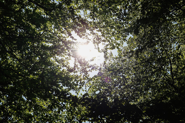 太陽 樹 陽光 陽光 通過 綠葉 商業照片 © bigandt
