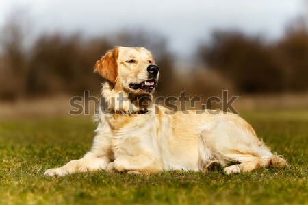Fajtiszta golden retriever ül lefelé gyönyörű fajtiszta kutya Stock fotó © bigandt