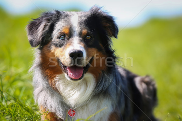 Fajtiszta kutya lövés kívül napos nyár nap Stock fotó © bigandt