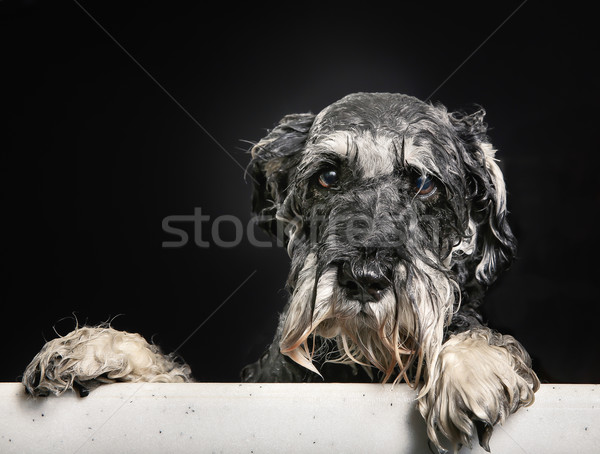 Stock foto: Schnauzer · Hund · Badewanne · reinrassig · Dusche
