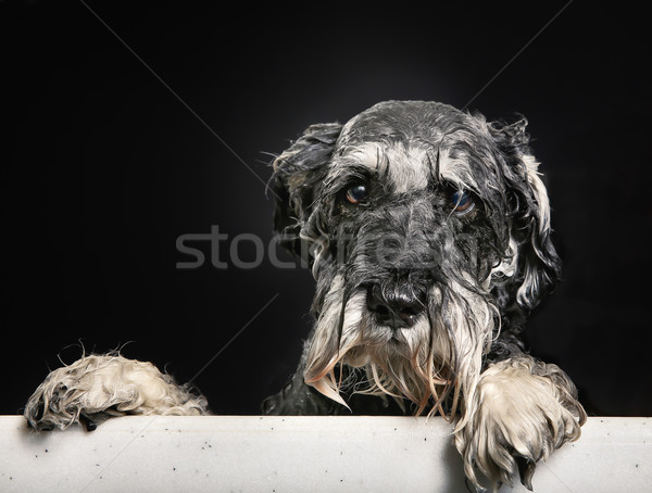 Schnauzer cane vasca da bagno doccia Foto d'archivio © bigandt