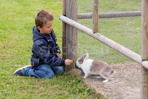 Boy feeding rabbit Stock photo © bigandt