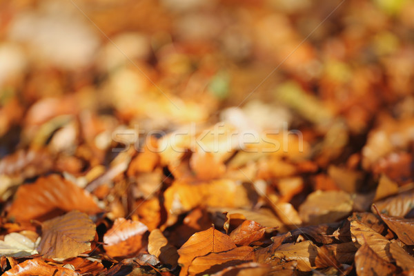 Brown leaves on ground Stock photo © bigandt