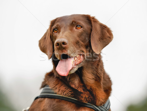 Stok fotoğraf: Kahverengi · labrador · retriever · köpek