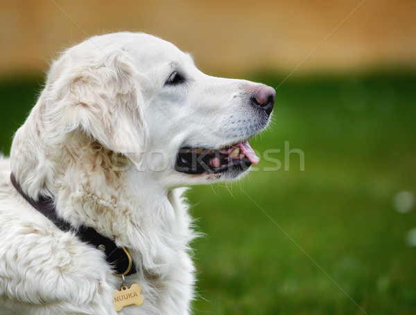 Biały golden retriever labrador retriever psa na zewnątrz Zdjęcia stock © bigandt