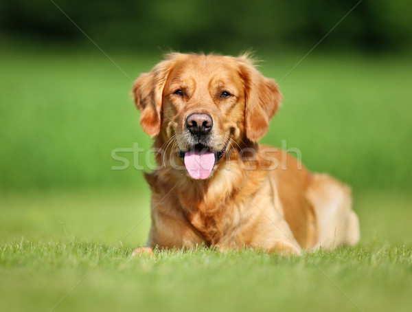 Golden retriever kutya fajtiszta kint napos nyár Stock fotó © bigandt
