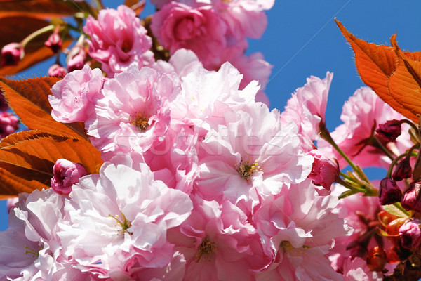 Roze bloemen vol bloesem zon natuur Stockfoto © bigandt