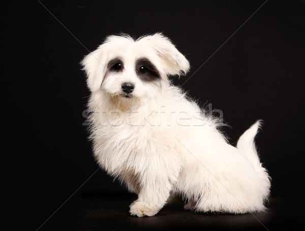 Coton de Tulear dog Stock photo © bigandt