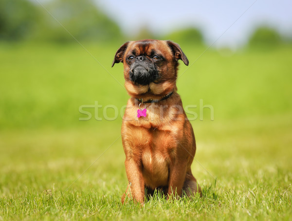 Kicsi barna kutya ül fű napos nyár Stock fotó © bigandt