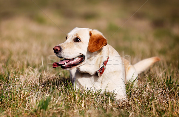 Golden retriever Geel hond tong Stockfoto © bigandt