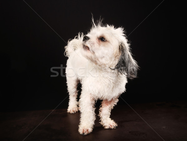 Purebred Havanese dog Stock photo © bigandt