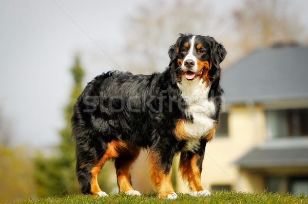 Bovaro del bernese fuori estate animale pet Foto d'archivio © bigandt