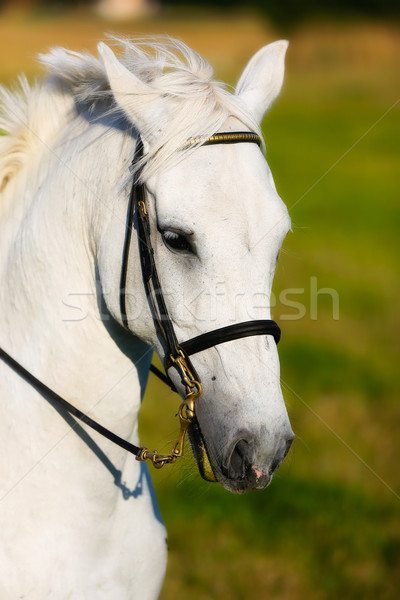 Foto stock: Cavalo · branco · cara · fora