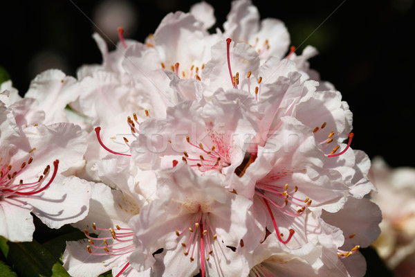 Rhododendron flower Stock photo © bigandt