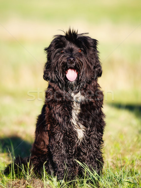 Vergadering hond portret zwarte camera Stockfoto © bigandt