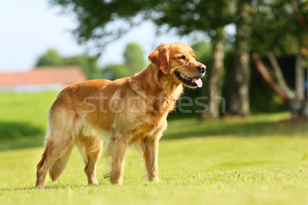 Golden retriever hond buitenshuis zonnige zomer Stockfoto © bigandt