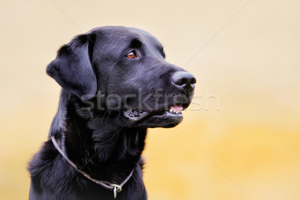 Black labrador retriever Stock photo © bigandt