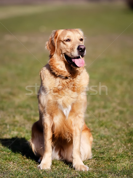 Stock photo: Purebred dog looking to the right