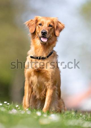 Gras golden retriever hond buiten Stockfoto © bigandt