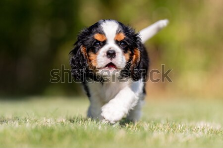 Purebred dog Stock photo © bigandt