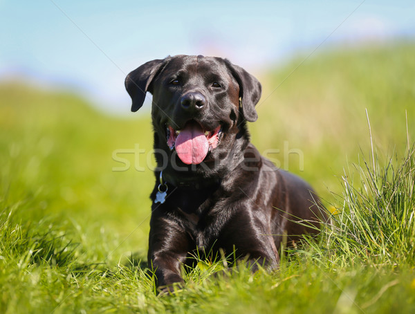 Hond shot buiten zonnige zomer Stockfoto © bigandt