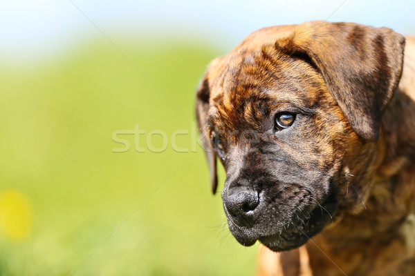 Bulhond hond buitenshuis zonnige zomer dag Stockfoto © bigandt