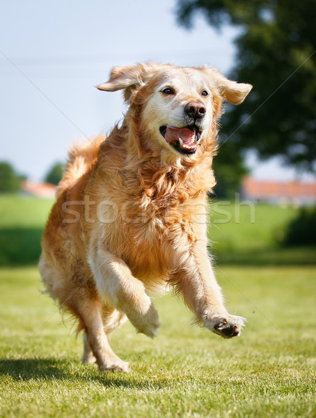 Foto stock: Golden · retriever · perro · aire · libre · soleado · verano