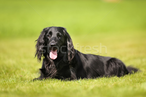Purebred flat-coated retriever dog Stock photo © bigandt