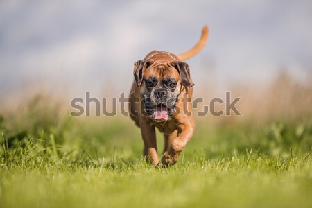 Italienisch Mastiff Hund Mischung Zuckerrohr Frühling Stock foto © bigandt