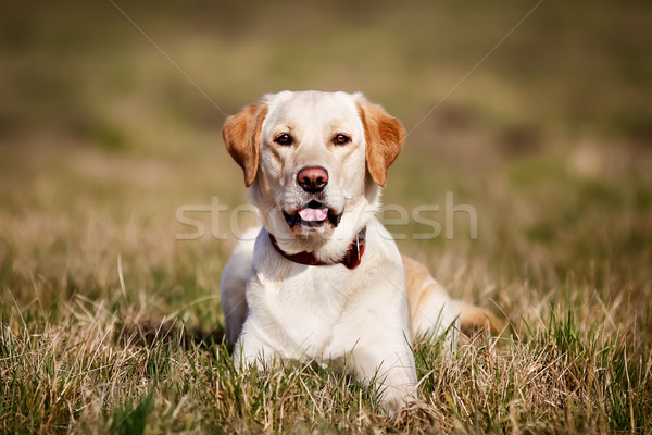 Золотистый ретривер глядя камеры красивой чистокровных собак непосредственно Сток-фото © bigandt
