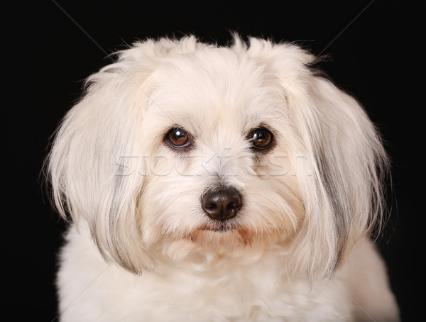 Coton de Tulear dog Stock photo © bigandt