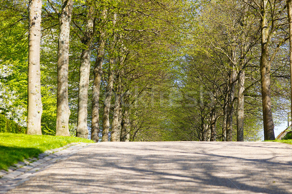 Drzewo aleja wiosną drzew czasu drogowego Zdjęcia stock © bigandt