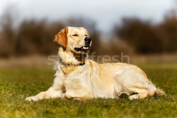 Jonge hond mooie gras Stockfoto © bigandt