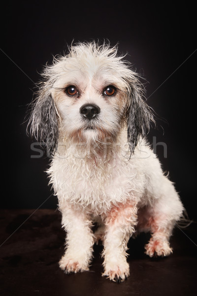Сток-фото: Havanese · собака · салона · воды
