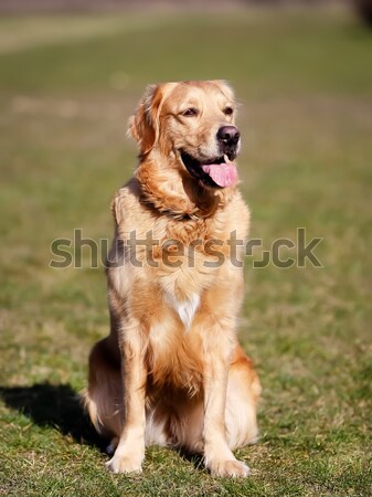 Fajtiszta kutya fűmező gyönyörű másfelé néz tavasz fű Stock fotó © bigandt
