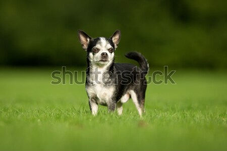 Running chihuahua Stock photo © bigandt