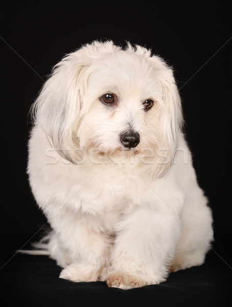 Coton de Tulear dog Stock photo © bigandt