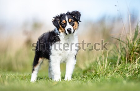 Fajtiszta kutya öreg barna feketefehér juhászkutya áll Stock fotó © bigandt