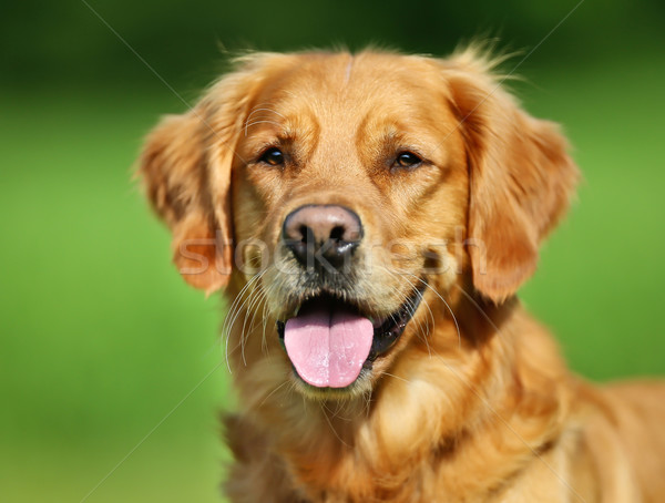 Golden retriever dog Stock photo © bigandt