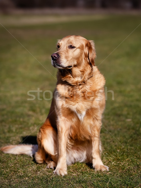 чистокровных собак камеры красивой ретривер Сток-фото © bigandt