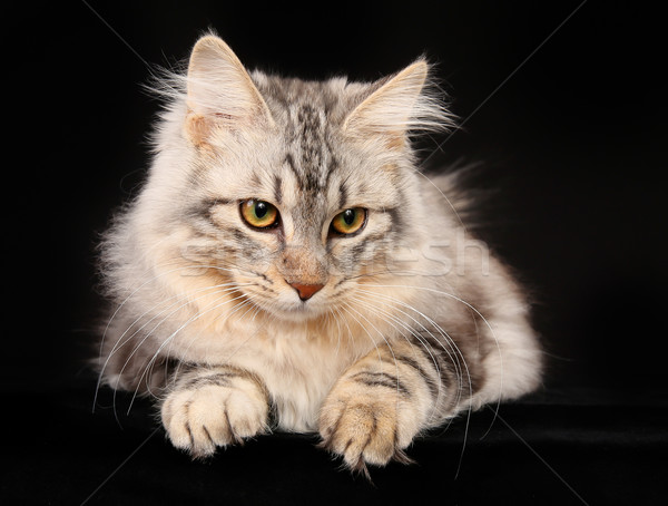 Kurilian bobtail cat Stock photo © bigandt