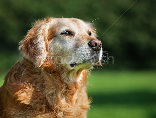 Golden retriever psa odkryty słoneczny lata Zdjęcia stock © bigandt