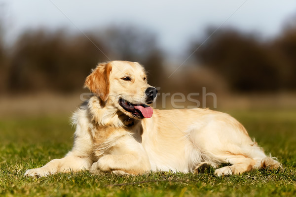 Fajtiszta golden retriever elvesz öreg arany kutya Stock fotó © bigandt
