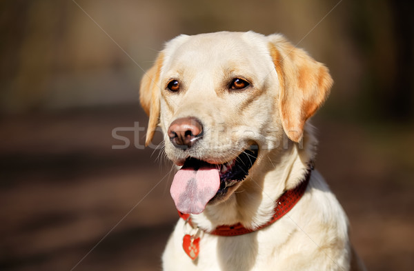 Stock fotó: Kutya · nyaklánc · gyönyörű · fajtiszta · kutya · nyár · nyelv