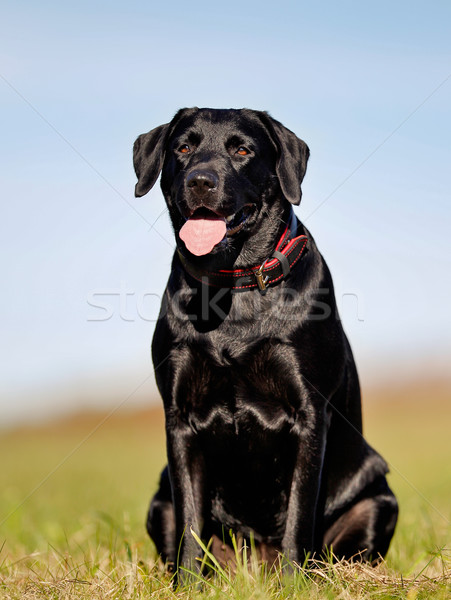 Sitting black labrador Stock photo © bigandt