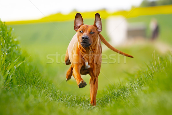 Kutya fajtiszta kutya kint napos nyár nap Stock fotó © bigandt