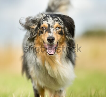 Fajtiszta kutya lövés kívül napos nyár nap Stock fotó © bigandt